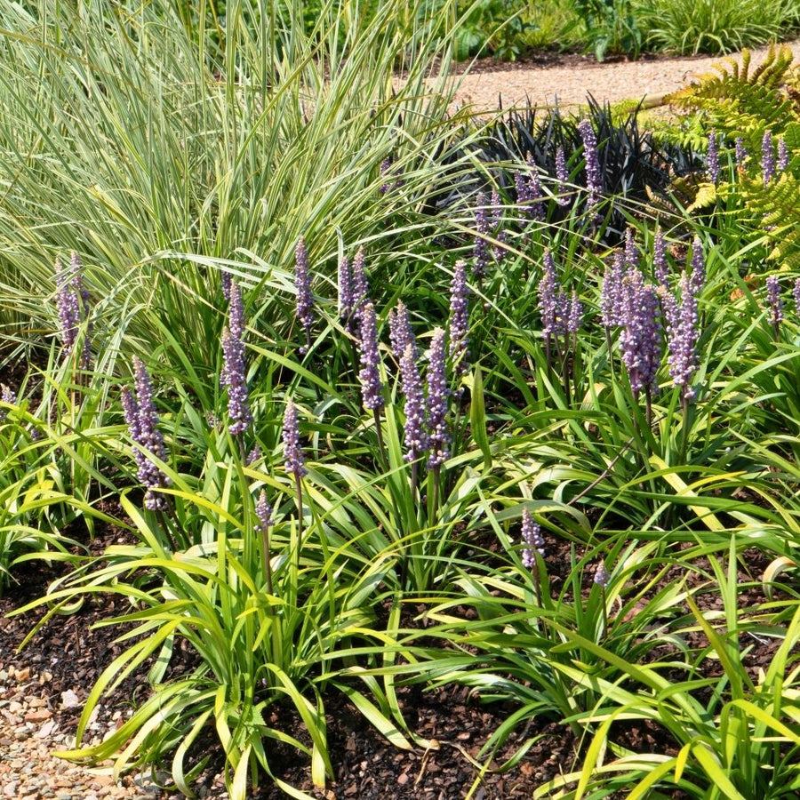Liriope muscari 'Ingwersen' – 3 planten · pot Ø14 cm · 25 cm hoog (foto 3)