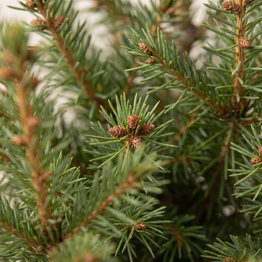 Kegelspar kerstboom – Pot Ø17 cm · 65 cm hoog (foto 4)