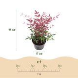 Green boutiQ - Tuinplant - Nandina Tricolour - Geel & Rood & Oranje - 3 Planten - Groenblijvend - Weinig Onderhoud - Pot 17cm Hoogte 45cm