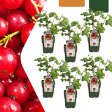 6 x Biologische Kruisbessenplanten — 6 stuks — Ø13 cm, 20 cm hoog