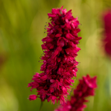 12x Persicaria a. 'Blackfield' - ↕10-25cm - Ø9cm