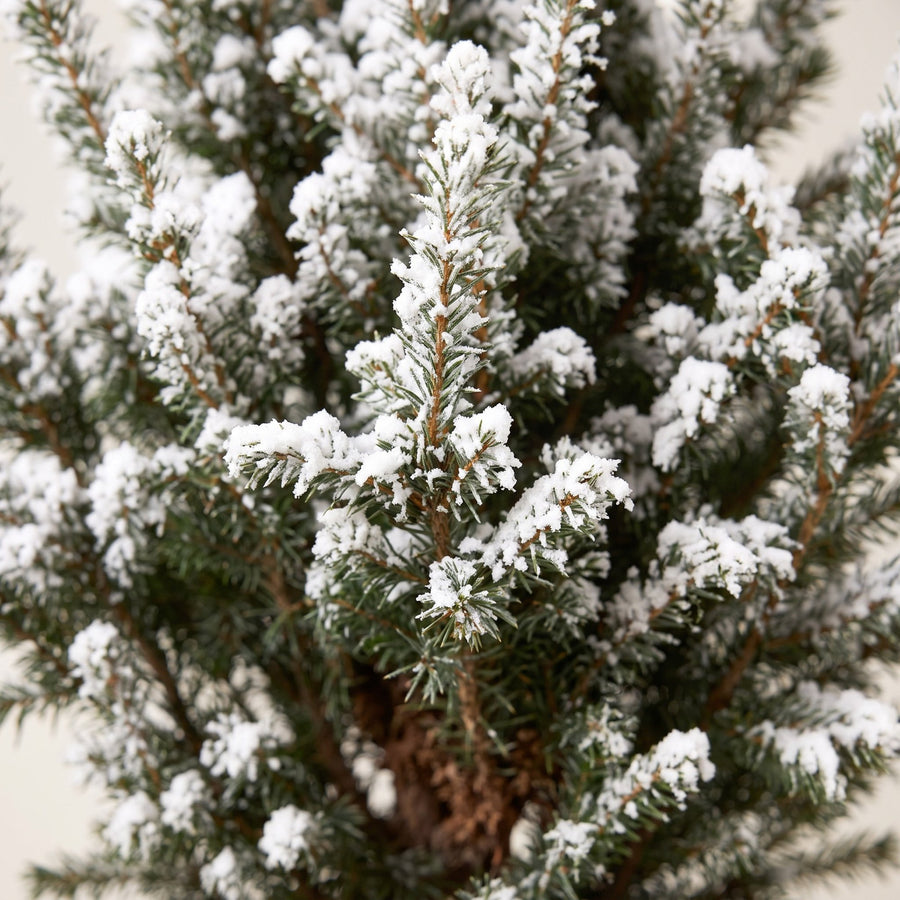 Kegelspar kerstboom besneeuwd – Pot Ø17 cm · 65 cm hoog (foto 4)