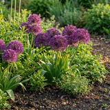 120x Allium Miami - Sierui - Paars - Zomerbloeier - Bolmaat 10/+