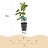 Green boutiQ - Fruitplant - Bosbes -Vaccinium corymbosum Goldtraube -Blauwe bes - Doornloos - 2 planten -Pot 11cm Hoogte 40cm