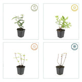 12x Hypericum inodorum 'Rheingold' - ↕10-25cm - Ø9cm