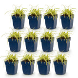 Green boutiQ - Grassen - Carex oshimensis Evergold - Japanse Zegge - Groenblijvend - Geel-Groen - 12 Planten - Pot 11cm - Hoogte 15-25cm