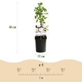 Green boutiQ - Klimroos - Rosa Tricolour- Bloemen Roze Wit Rood - Weinig onderhoud - 3 planten - Pot 11cm Hoogte 40cm