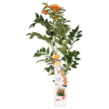 Campsis Indian Summer - Trompetbloem Oranje - Ø15cm - ↕65cm - Ø15 - ↨65cm