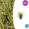 48x Carex oshim. 'Evergold'- ↕10-25cm - Ø9cm