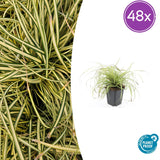48x Carex oshim. 'Evergold'- ↕10-25cm - Ø9cm