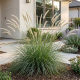 Green boutiQ - Grassen - Pennisetum or. Fairy Tales - Lampenpoetsergras - Met Pluim - Groen - 12 Planten - Pot 11cm - Hoogte 15-25cm