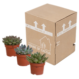 Echeveria mix 10.5 cm - 3x - zonder pot
