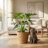Green boutiQ - Kamerplant - Philodendron - Philodendron Lacerum - Groen - Weinig onderhoud - 1 Plant - met Mand - Pot 19cm - Hoogte 65cm