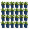 Green boutiQ - Vasteplant - Campanula persicifolia - Perzikbladklokje - Bijen en Vlinderlokkers - Blauw - 24 Planten - Pot 11cm - Hoogte 15-25cm