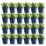 Green boutiQ - Vasteplant - Campanula persicifolia - Perzikbladklokje - Bijen en Vlinderlokkers - Blauw - 24 Planten - Pot 11cm - Hoogte 15-25cm