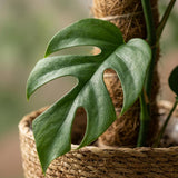 Green boutiQ - Kamerplant - Mini Gatenplant - Monstera Minima Mosstok - Groen - Weinig onderhoud - 1 Plant - met Mand - Pot 19cm - Hoogte 90cm