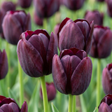 48x Tulipa Triumph Black - Triomftulp - Donker Paars - Voorjaarsbloeier - Bolmaat 11/12