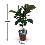 Green boutiQ - Kamerplant - Rubberplant - Ficus Elastica Cloe - Groen - Weinig onderhoud - 1 Plant - Pot 19cm - Hoogte 65cm