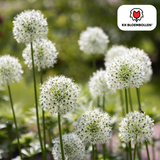 Allium White Giant — witte sierui
