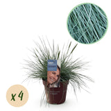 Green boutiQ - Siergrassen - Festuca glauca Intense Blue- Blauw - 4 Planten - Bladhoudend - Weinig Onderhoud - Pot 17cm Hoogte 50cm