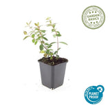 48x Hypericum dummeri 'Peter Dummer' - ↕10-25cm - Ø9cm