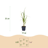 Green boutiQ - Grassen - Molinia arund. Karl Foerster - Pijpestrootje - Met Pluim - Groen - 12 Planten - Pot 11cm - Hoogte 15-25cm