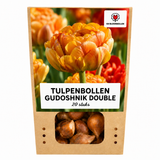 Tulpenbollen Gudoshnik Double — geel-oranje-rood, 20 stuks (maat 11/12)