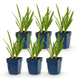 Green boutiQ - Vasteplant - Agapanthus Duo - Afrikaanse Lelie - Bijen en Vlinderlokkers - Blauw - Wit - 6 Planten - Pot 11cm - Hoogte 15-25cm