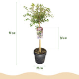 Green boutiQ - Plant op Stam - Prunus incisa Koujou-no-mai - Terras Plant - Bladverliezend - Winterhard - Witte Bloem - Pot 19cm Hoogte 90cm