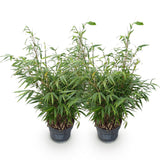 Green boutiQ - Grassen - Fargesia robusta Pingwu - Niet Woekerende Bamboe - Bladhoudend - Groen - 2 Planten - Pot 23 cm - Hoogte 80 cm