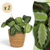 Green boutiQ - Kamerplant - Maranta Fascinator Silverband - Gebedsplant - Huisdiervriendelijke Plant - Groen - 2 Planten - met Mand - Pot 12cm - Hoogte 25cm