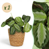 Green boutiQ - Kamerplant - Maranta Fascinator Silverband - Gebedsplant - Huisdiervriendelijke Plant - Groen - 2 Planten - met Mand - Pot 12cm - Hoogte 25cm