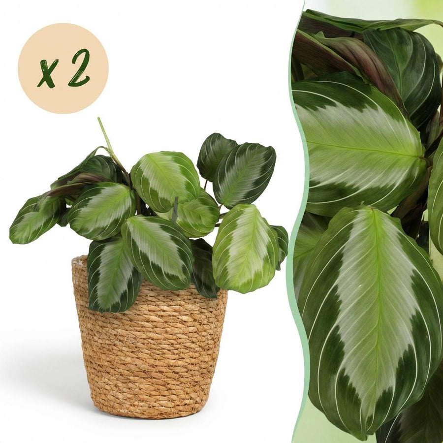 Maranta Silverband – 2 planten · pot Ø12 cm · 25 cm hoog · met mand