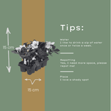 Helleborus niger ‘Christmas Carol’ – Set van 12 Kerstrozen (2 x Sixpack)