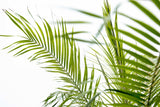 Phoenix Roebelenii op stam - 190cm - 190cm
