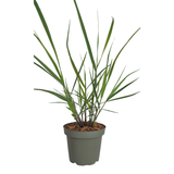 3x Panicum virgatum ‘Rotstrahlbusch’ – Siergras met warme herfstkleuren | Potmaat 12 cm