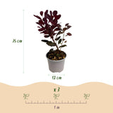 Green boutiQ - Tuinplant - Cotinus coggyria Lilla - Paars 3 Planten - Bladverliezend - Weinig Onderhoud - Pot 12cm Hoogte 35cm