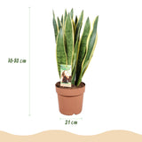Green BoutiQ - Kamerplanten - Sansevieria Laurentii - Vrouwentong - Weinig onderhoud - Groen - 1 Plant - met Potter Wit - Pot 21cm - Hoogte 70-80cm