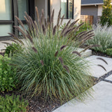 Green boutiQ - Grassen - Pennisetum alop. Black Beauty - Lampenpoetsergras - Met Pluim - Groen - 1 Plant - Pot 11cm - Hoogte 15-25cm
