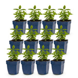 Green boutiQ - Vasteplant - Nepeta nerv. Neptune - Kattenkruid - Bijen en Vlinderlokkers - Paars - 12 Planten - Pot 11cm - Hoogte 15-25cm