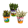 Crassula mix 8.5 cm - 3x - in Mexicaanse pot