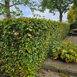 Palletdeal Haagplanten:50 Fagus sylvatica ↕ 80-100 - Ø 19cm | Mini Pallet