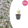 60x Gaura lindheimeri - ↕10-25cm - Ø9cm