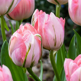 48x Tulipa Double Pink - Dubbele roze tulp - Roze - Voorjaarsbloeier - Bolmaat 11/12