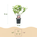 Green boutiQ - Heesters -Magnolia Soulangiana- Bloemen Licht Roze - 1 Plant - Bladverliezend - Weinig Onderhoud - Pot 17cm Hoogte 45cm
