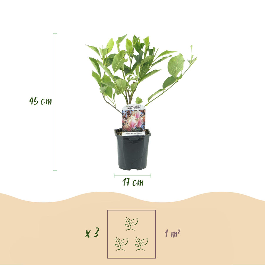 Magnolia Soulangiana – 45 cm hoog (foto 3)