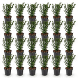 Green boutiQ - 24x Taxus baccata - Venijnboom - Haagplanten - Groenblijvend - Groen - Pot 9cm - Hoogte 20-30cm