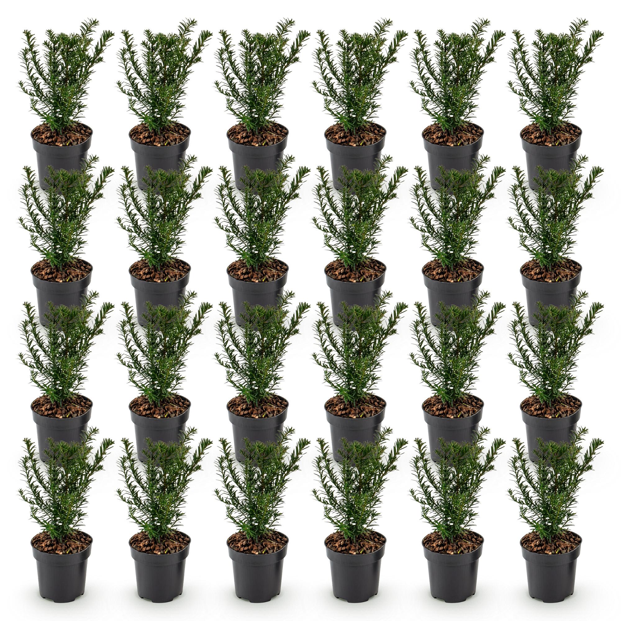 Green boutiQ - 24x Taxus baccata - Venijnboom - Haagplanten - Groenblijvend - Groen - Pot 9cm - Hoogte 20-30cm