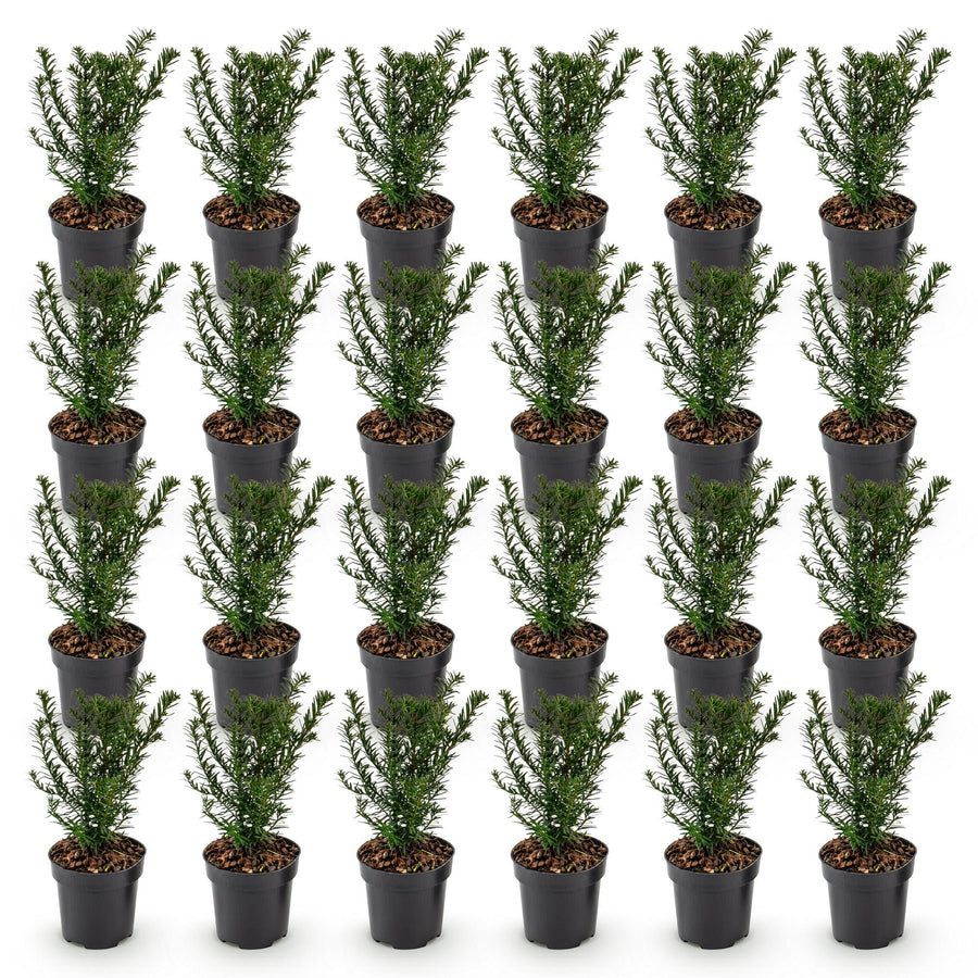 Taxus baccata — Venijnboomhaag, 24 stuks, 20-30 cm
