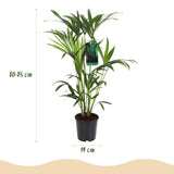 Green boutiQ - Kamerplant - Howea Forsteriana - Kentia Palm - Weinig Onderhoud - Groen - 1 Plant - met Potter Grijs - Pot 19cm - Hoogte 80-85cm